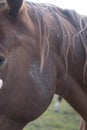 Horses and humans. portrait of horse. man touches a horse head. Touch of the friendship between man and horse in the stable.