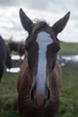 Flock of brown horses in the field. portrait of horse. horse and her foal. Royalty Free Stock Photo