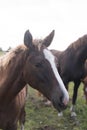 Flock of brown horses in the field. portrait of horse. horse and her foal. Royalty Free Stock Photo