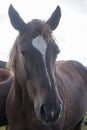 Flock of brown horses in the field. portrait of horse. horse and her foal. Royalty Free Stock Photo