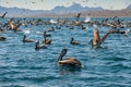 Flock of brown pelicans Royalty Free Stock Photo