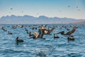 Flock of brown pelicans Royalty Free Stock Photo