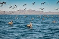 Flock of brown pelicans Royalty Free Stock Photo