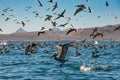 Flock of brown pelicans Royalty Free Stock Photo