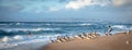 Flock of brown pelicans and flock of seagulls on the beach at sunset, panoramic view. Royalty Free Stock Photo