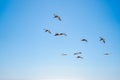 Flock of brown pelicans flying Royalty Free Stock Photo