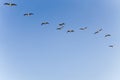 Flock of brown pelicans flying in a formation, and clear blue sky in the background, copy space Royalty Free Stock Photo