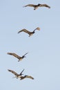 Flock of brown pelicans flying in a formation, and clear blue sky in the background, copy space Royalty Free Stock Photo