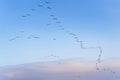 Flock of brown pelicans flying in a formation, and clear blue sky in the background, copy space Royalty Free Stock Photo