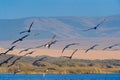 Flock of brown pelicans flying over the river, sand dunes, hills, and blue sky on background Royalty Free Stock Photo