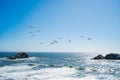 Flock of brown pelicans over ocean Royalty Free Stock Photo