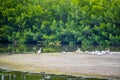 A flock of brown Pelicans in Sanibel Island, Florida Royalty Free Stock Photo