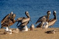 Flock of brown pelicans and seagulls on the beach Royalty Free Stock Photo