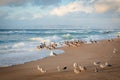 Flock of brown pelicans and flock of seagulls on the beach at sunset. Blue sea, mountains, and beautiful cloudy sky Royalty Free Stock Photo