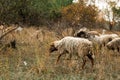 A flock of brown, white and black sheep graze in the field. Artiodactyls, woolen animals Royalty Free Stock Photo