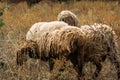 A flock of brown, white and black sheep graze in the field. Artiodactyls, woolen animals Royalty Free Stock Photo