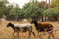 A flock of brown, white and black sheep graze in the field. Artiodactyls, woolen animals Royalty Free Stock Photo