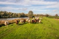 Flock of brown and white sheep curiously looking at the photographer Royalty Free Stock Photo