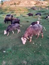 The flock of buffaloes grazing in green grass in day light.