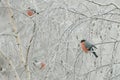Flock of bullfinches (Pyrrhula pyrrhula) sit on frozen branches of birch, on cold winter day