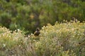 Flock of burrowing parrot, Cyanoliseus patagonus, also known as burrowing parakeet.