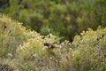 Flock of burrowing parrot, Cyanoliseus patagonus, also known as burrowing parakeet.