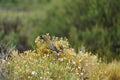 Flock of burrowing parrot, Cyanoliseus patagonus, also known as burrowing parakeet.