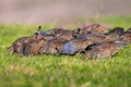 Flock of California Quail Callipepla californica feeding on the grasslands of Point Reyes National Seashore, California