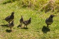 Flock of california quails
