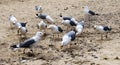 A flock of California seagulls on a wild beach.
