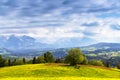 Flock of calves on blooming dandelion spring fields. Mountain La Royalty Free Stock Photo