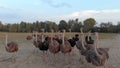 The flock of camel-bird on the field.