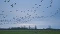 flock of canada gees flying over a misty winter landscape in the flemish countryside Royalty Free Stock Photo