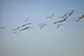 Flock of Canada geese Branta canadensis in flight against blue sky, a large wild goose species with a black head and neck, white Royalty Free Stock Photo