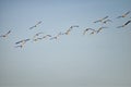 Flock of Canada geese Branta canadensis in flight against blue sky, a large wild goose species with a black head and neck, white Royalty Free Stock Photo