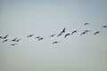 Flock of Canada geese Branta canadensis in flight against blue sky, a large wild goose species with a black head and neck, white Royalty Free Stock Photo