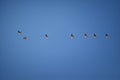 Flock of Canada geese Branta canadensis in flight against blue sky, a large wild goose species with a black head and neck, white Royalty Free Stock Photo