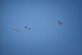 Flock of Canada geese Branta canadensis in flight against blue sky, a large wild goose species with a black head and neck, white Royalty Free Stock Photo