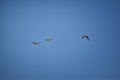 Flock of Canada geese Branta canadensis in flight against blue sky, a large wild goose species with a black head and neck, white Royalty Free Stock Photo