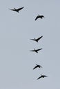 Flock of Canada Geese (Branta canadensis) in flight at Tiny Marsh Royalty Free Stock Photo