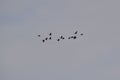 Flock of Canada Geese (Branta canadensis) flying high overhead at Tiny Marsh Royalty Free Stock Photo