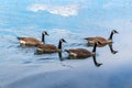 Flock of Canada geese Branta canadensis on a lake Royalty Free Stock Photo