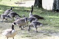 Canadian Honkers Geese - canadensis Flock Royalty Free Stock Photo