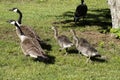 Canadian Honkers Geese Goslings Babies - canadensis Flock Royalty Free Stock Photo