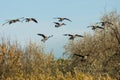 Flock of Canada Geese Coming in for a Landing in the Marsh Royalty Free Stock Photo