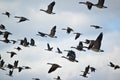 Flock of Canada Geese in Flight Royalty Free Stock Photo