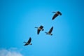 Flock of Canada Geese in Flight Royalty Free Stock Photo