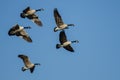 Flock of Canada Geese Flying in a Blue Sky Royalty Free Stock Photo