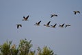 Flock of Canada Geese Flying in a Blue Sky Royalty Free Stock Photo