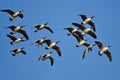 Flock of Canada Geese Flying in a Blue Sky Royalty Free Stock Photo